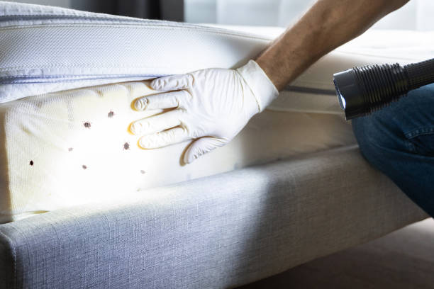 Best Termite Control Services  in Katy, TX