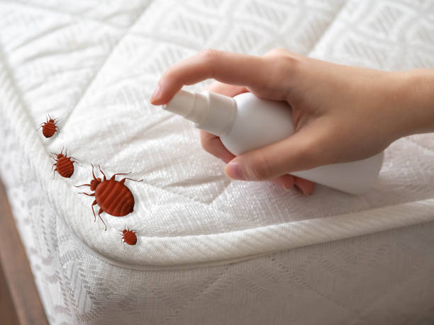Best Flea Control Services  in Katy, TX