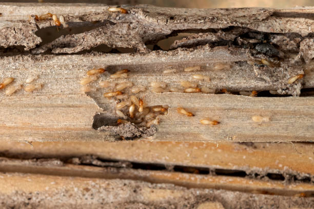 Best Best Pest Control Companies  in Katy, TX